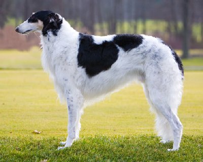 The Fall 2012 - Borzoi Club of America