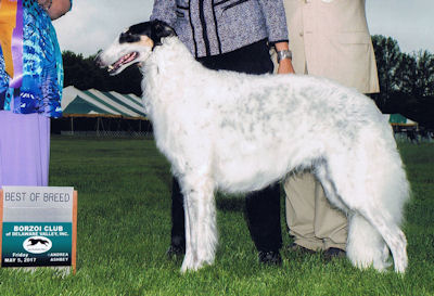 The Fall 2012 - Borzoi Club of America