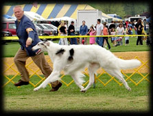 Borzoi - Blade Trotting