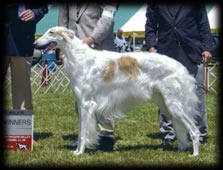Borzoi - London