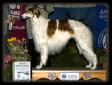 Borzoi - Neo