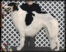Borzoi - Rom