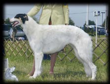 Borzoi - Zhora